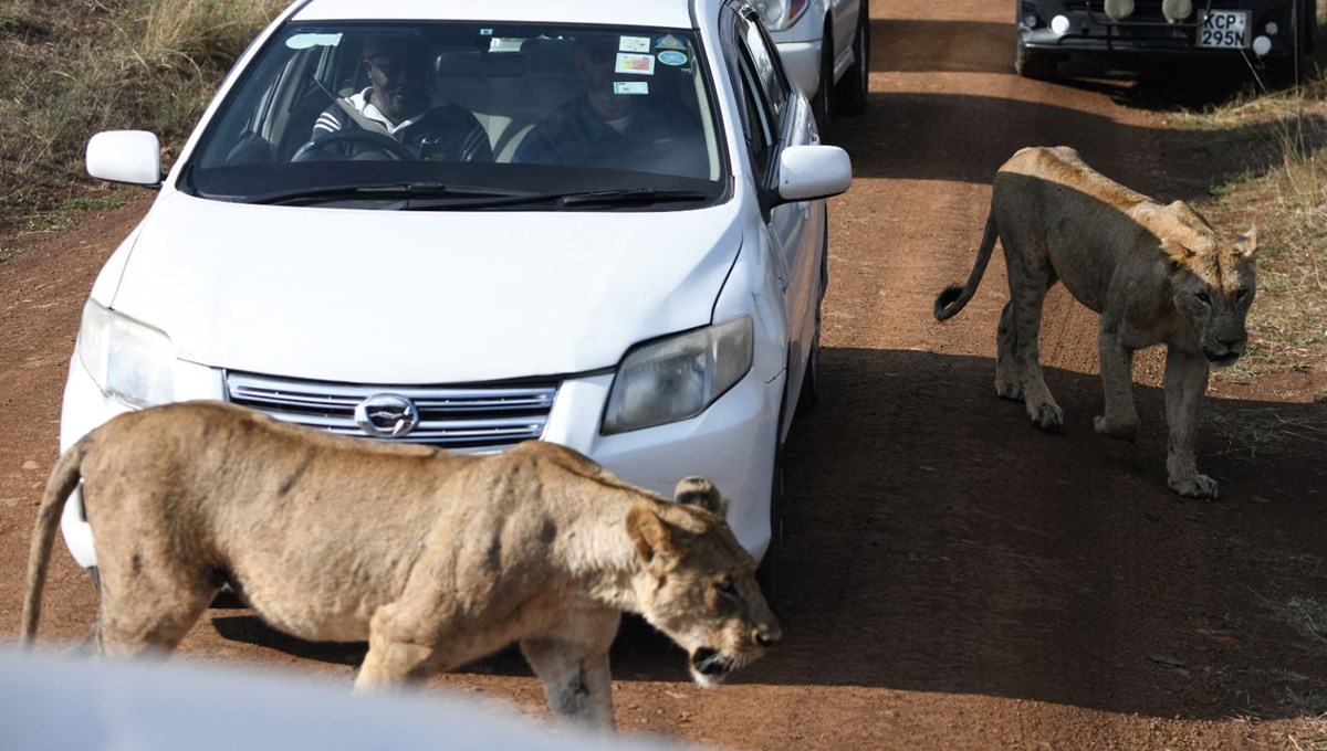 Kenya'da aç aslan alarmı: Yerleşim yerlerine saldırmaya başladılar